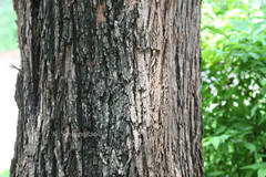 Bolusanthus speciosus